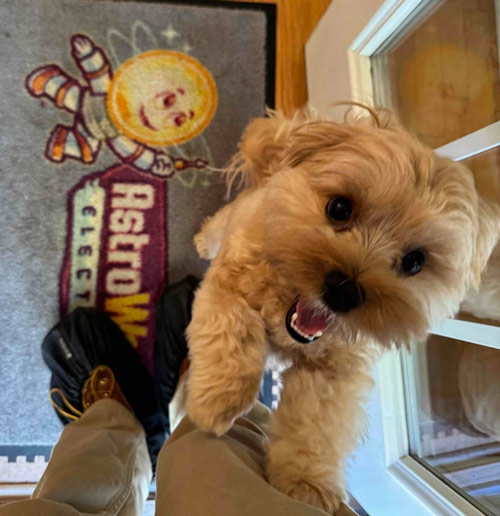 puppy